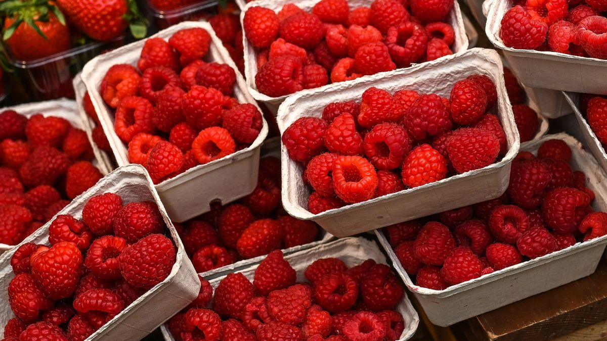 Producenci malin boją się o swoją przyszłość