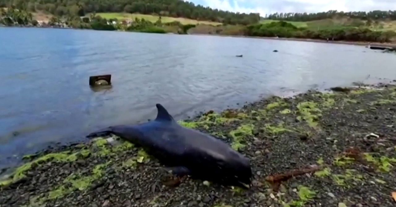 Katastrofa ekologiczna. Martwe delfiny na plaży na Mauritiusie. "To gorsze niż koszmar"