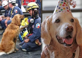 Ostatni żyjący pies-bohater, który ratował ludzi spod gruzów WTC, skończył 16 lat!