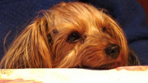 5 częstych błędów właścicieli psów 1