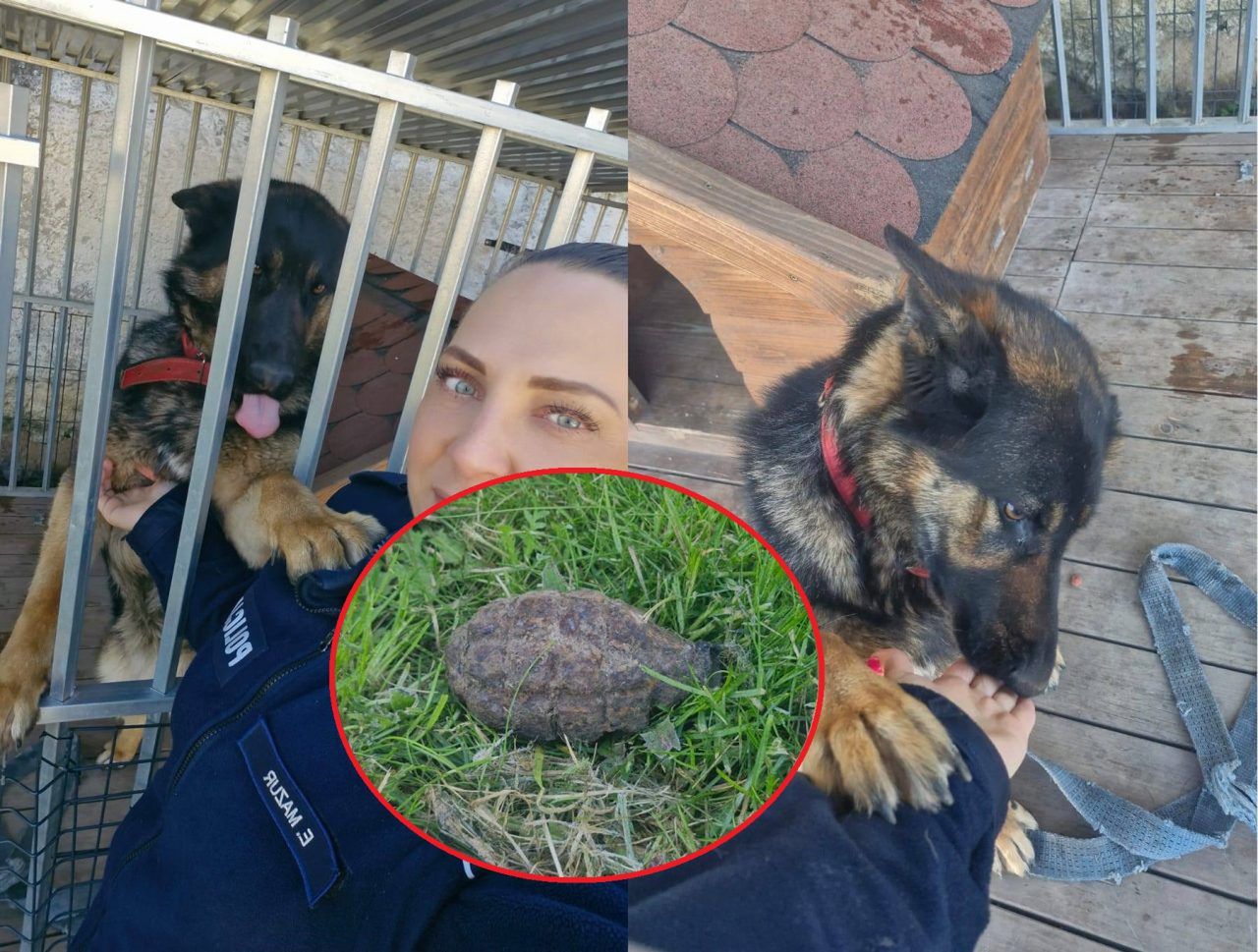 Pies przyniósł granat na posesję. Na miejsce udają się saperzy