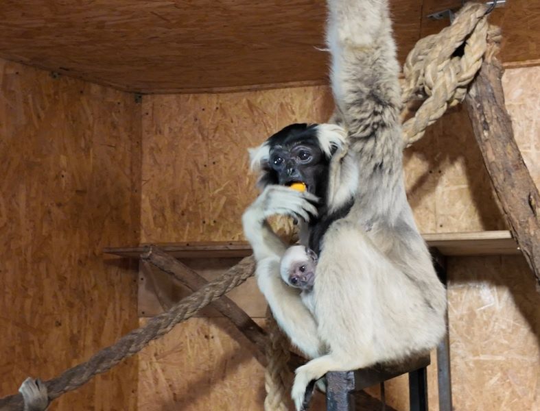 Kolejny maluch w płockim ogrodzie zoologicznym! Ten gatunek także jest zagrożony wyginięciem