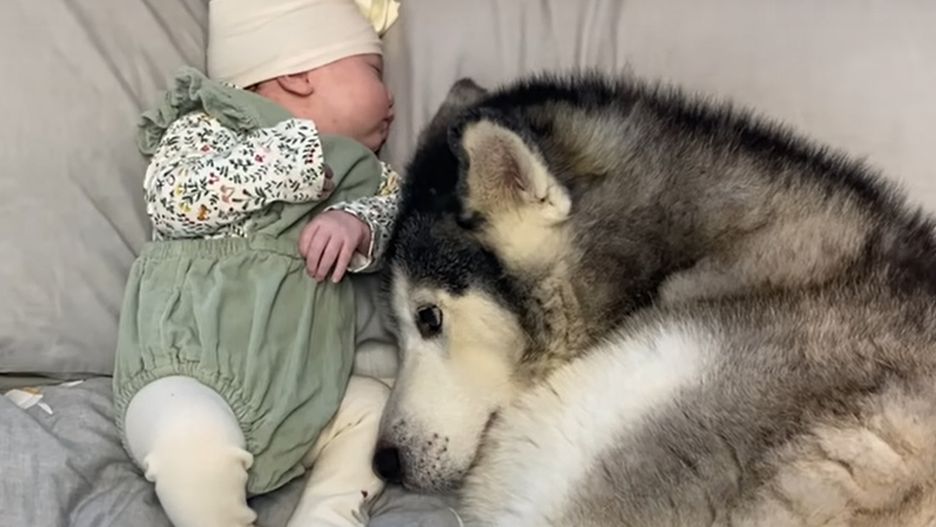 Miliony wyświetleń w tydzień. Reakcja psa hitem internetu