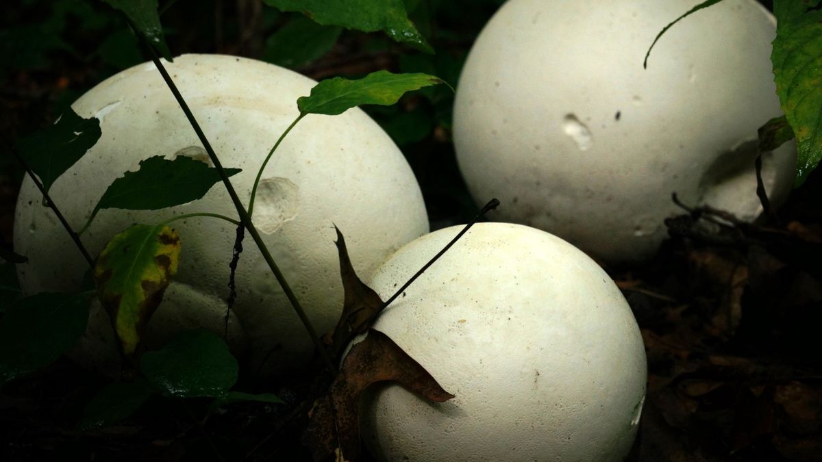 Grzyb-gigant dawniej był pod ochroną. Teraz to polski rarytas