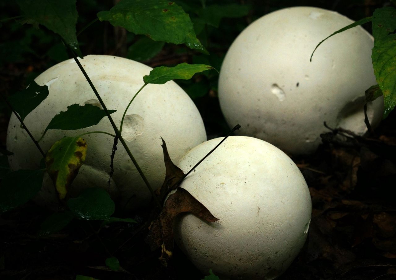 Grzyb-gigant dawniej był pod ochroną. Teraz to polski rarytas