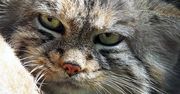 Manul z poznańskiego zoo znaleziony. Ukrywał się niedaleko ogrodu zoologicznego