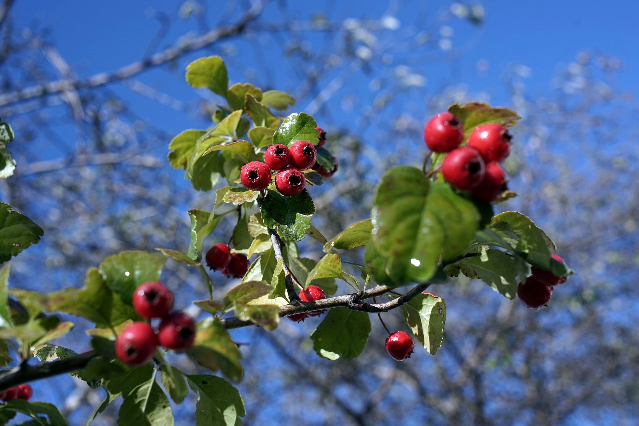 Trzydziestka piątka kontra trzydziestka piątka czyli Sony A7 + Sony Zeiss Sonnar T* FE 35 mm f/2,8 ZA i Canon FD 35 mm f/2,8 27