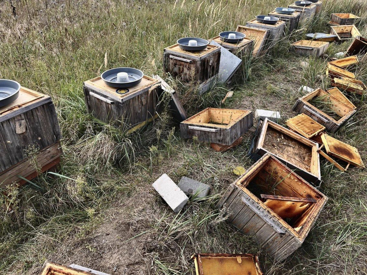 Jest czas miodobrania i szykowania pszczół do przetrwania