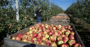 Połowa listopada, a jabłka wciąż na drzewach. Ceny runęły