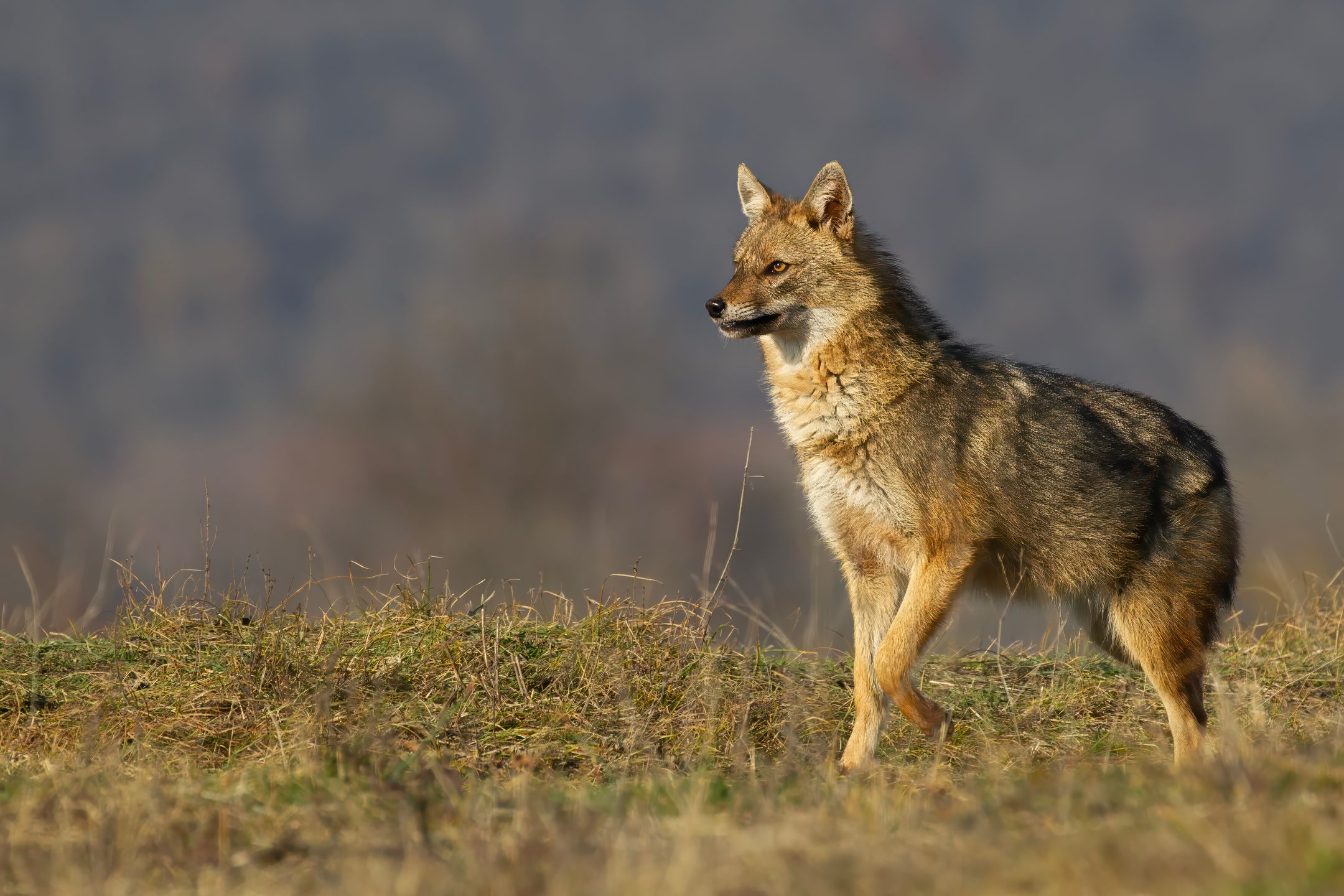 Chris SF Budde-Petch
Birds, Bulgaria, Travel, Wildlife, bulgaria, travel, wildlife, canus aureus, jackal, european jackal, mammal, snarling, standing, watching, alert, animal, wild, nature, predator, carnivore, canine, canis, scavenger, grass
