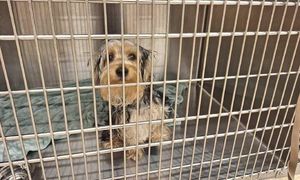Wył przez kilka dni. Pies był przywiązany do łóżka. Właściciel usłyszał zarzuty