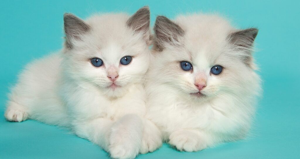 kocięta rasy Ragdoll