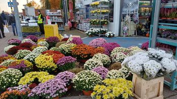 Pruszcz Gdański: Piękne chryzantemy w wielu kolorach i odmianach kupimy przy cmentarzu. Zobacz, jakie są ceny kwiatów