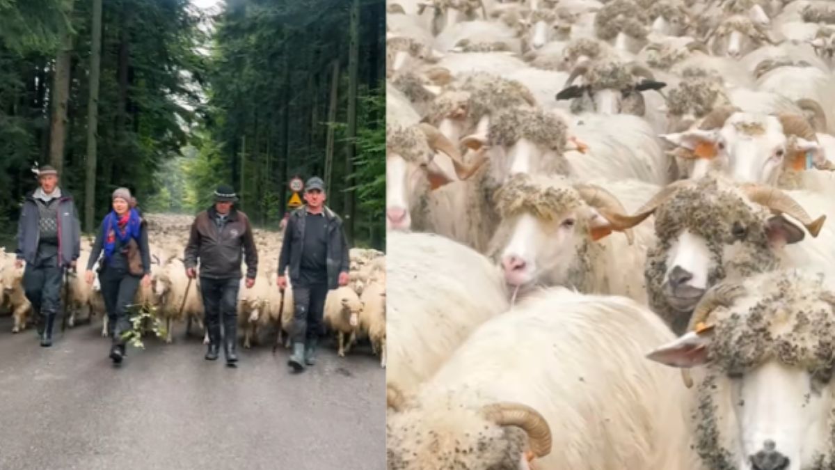 Jesienne redyki na Podhalu