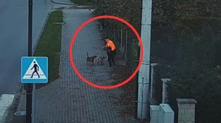 Trzy psy rzuciły się na chłopca. Nagranie z Bogatyni