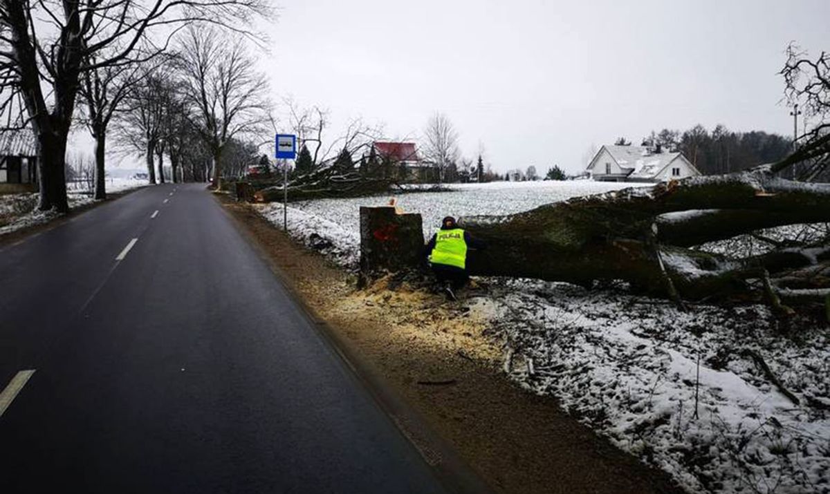 Kaszuby. Nacięte drzewa przy drogach nad morze. Jedno runęło za autem