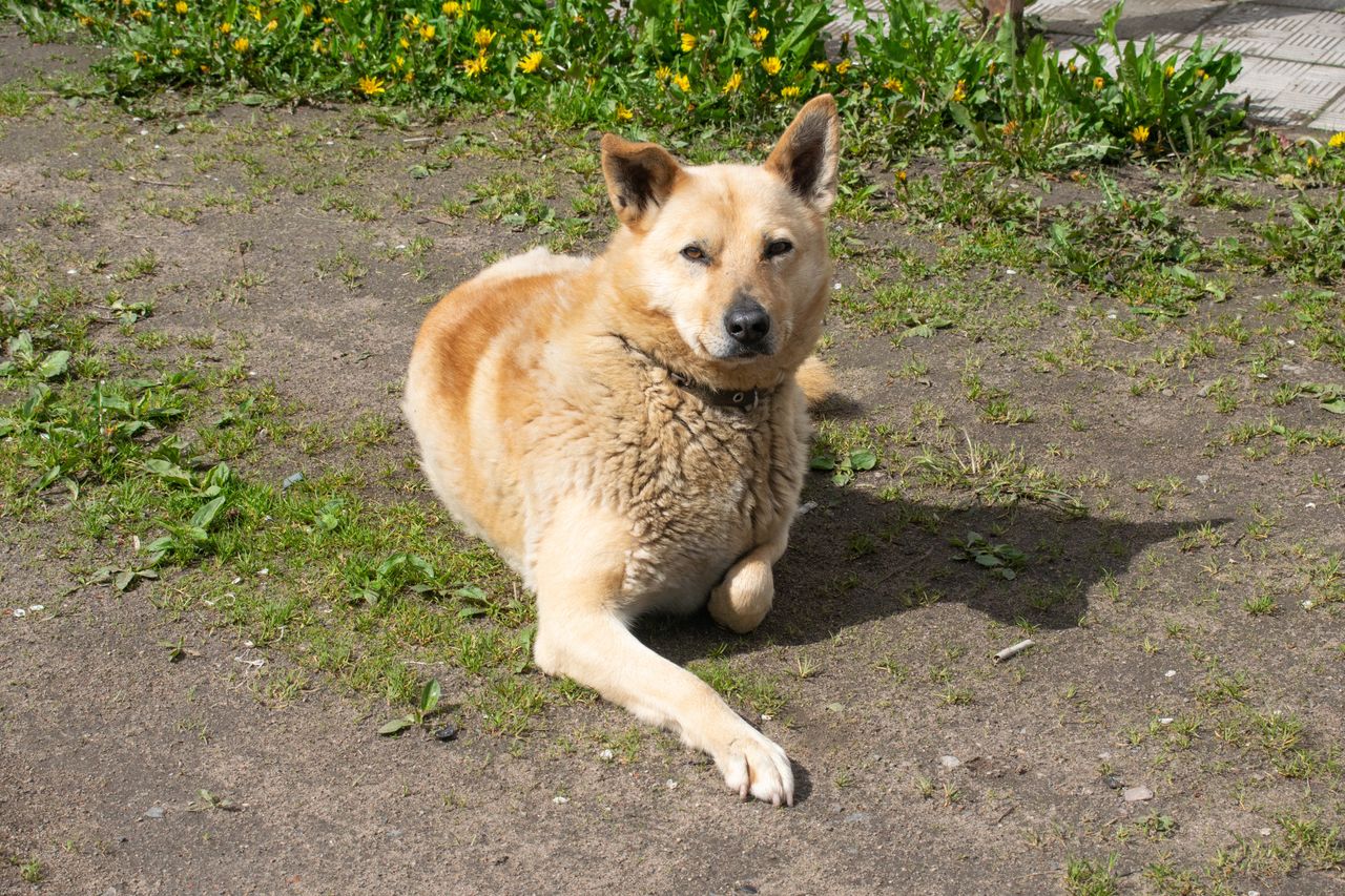 Canine love language. Unveiling signs your dog may love you back