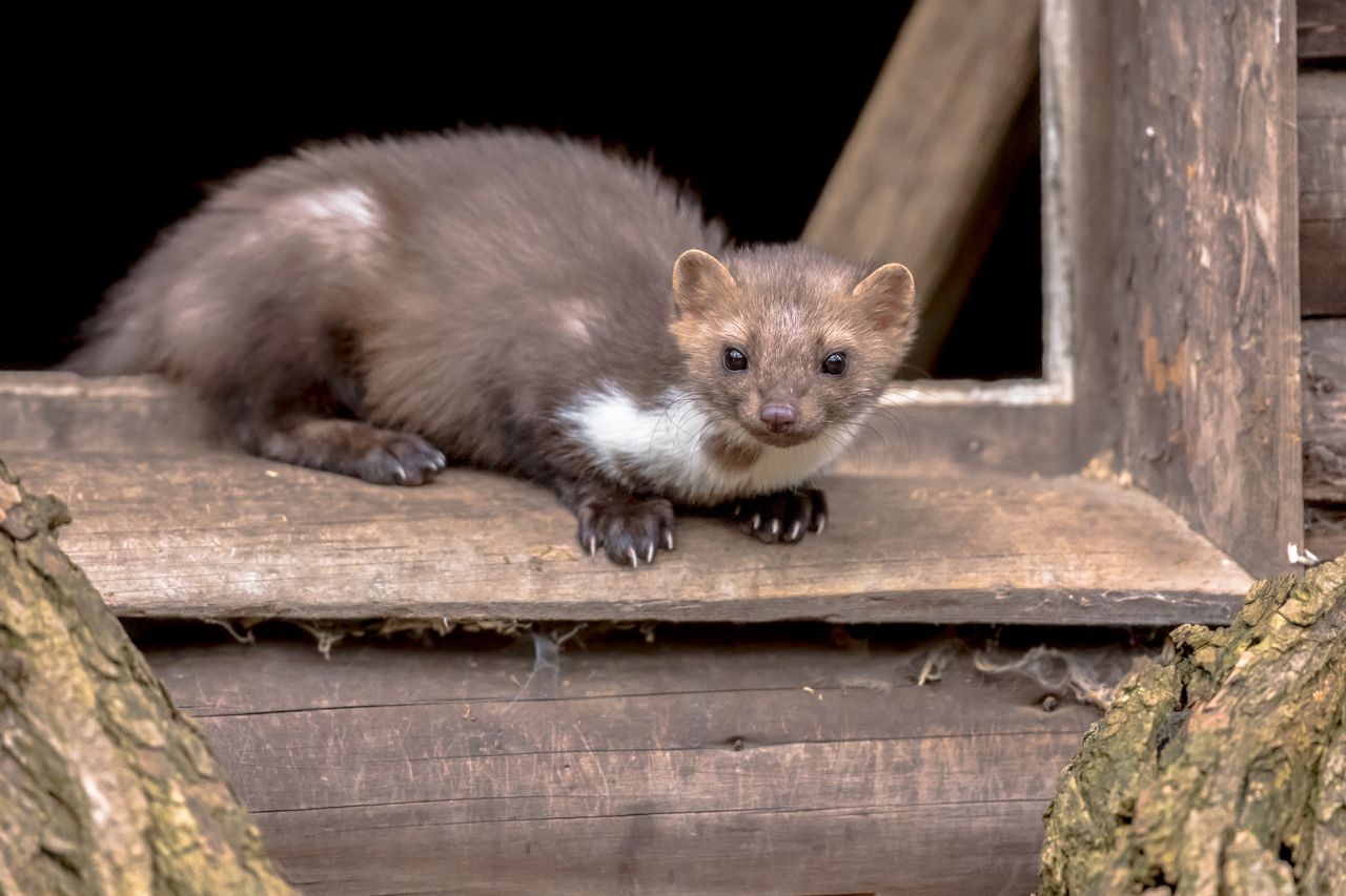 How essential oils and spices can keep martens at bay