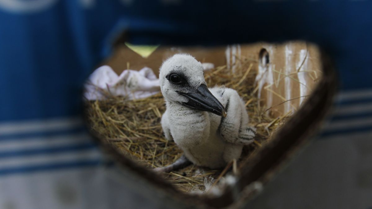 Ważny apel zoo. Zdj. poglądowe
