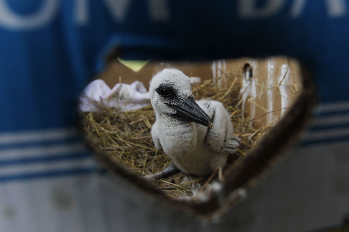 Ptaki giną w męczarniach. Zoo apeluje - te pułapki lepiej wyrzucić do kosza