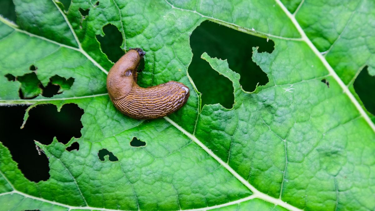 Jak skutecznie odstraszyć ślimaki z ogrodu? 