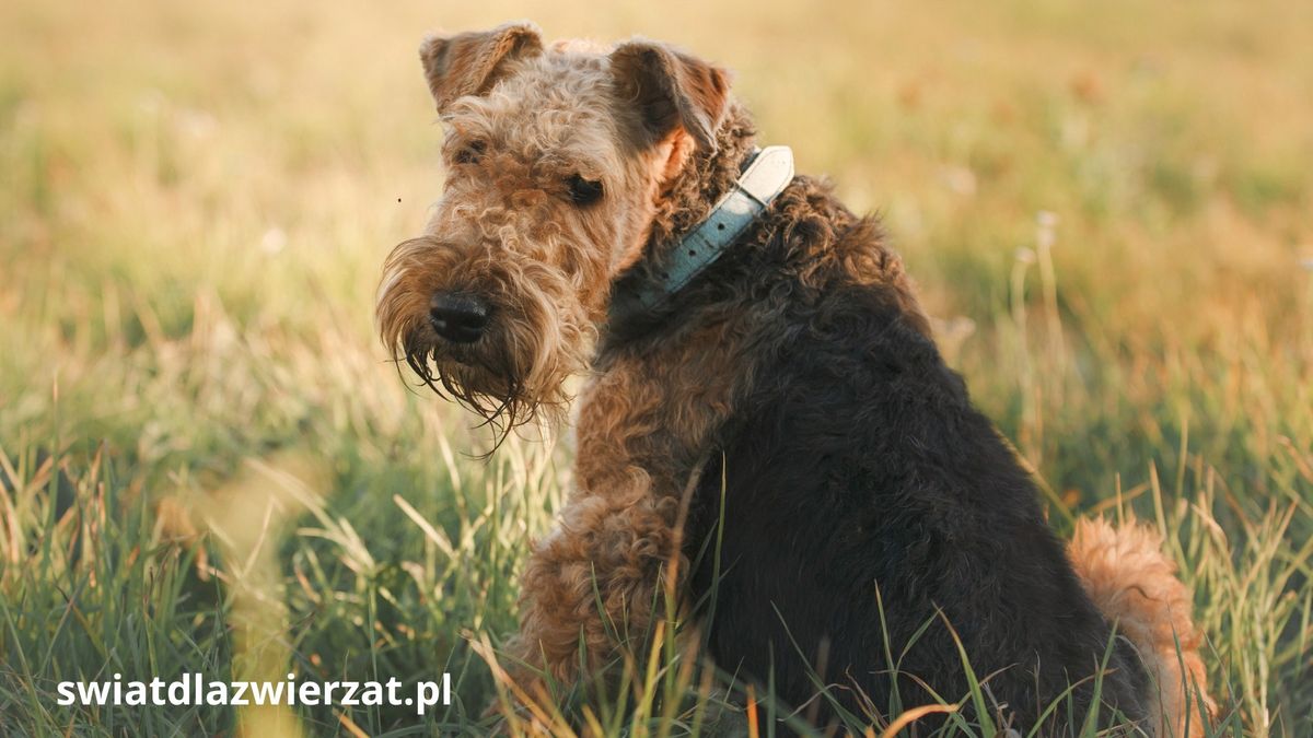 Airedale Terrier pies rasa