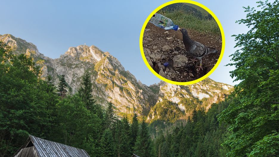 Mały gołąb został spotkany na szlaku 