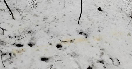To nie jest to, co myślicie. Leśnicy tłumaczą