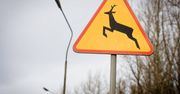 Ostrołęka: Chciał uniknąć zderzenia ze zwierzęciem. Auto w rowie
