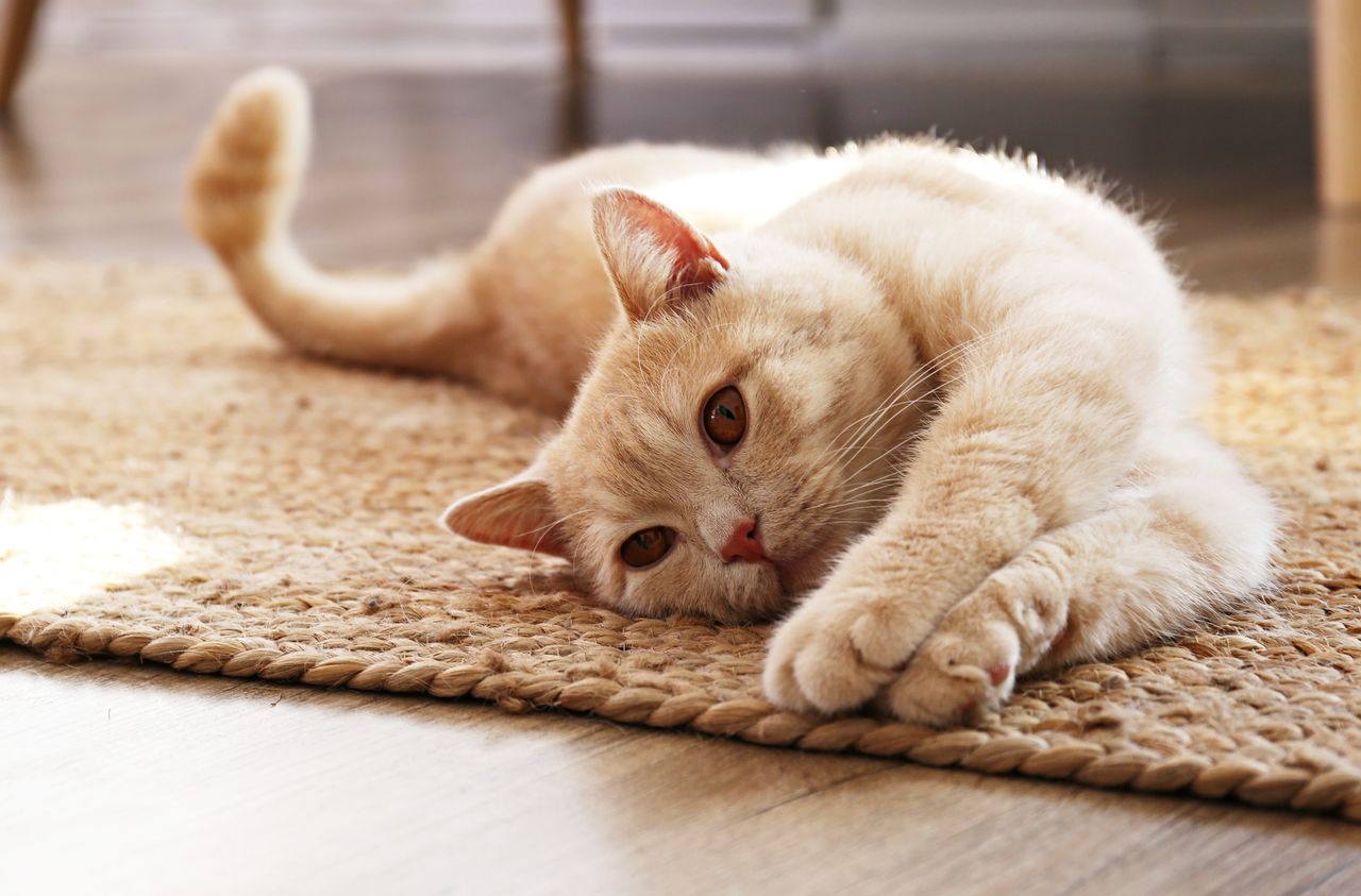 Understand what your cat's excessive meowing can signal