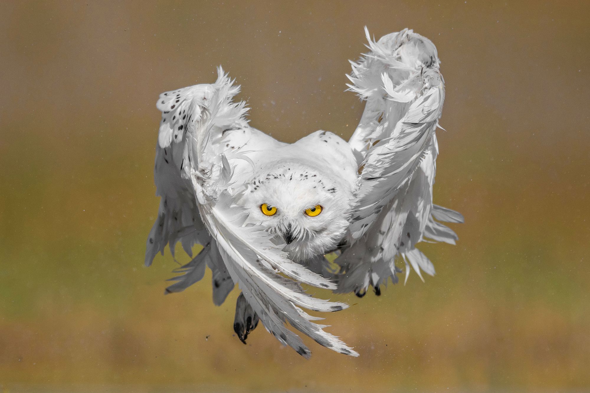 Rzadka sowa śnieżna widziana w Kuwejcie. Wygląda majestatycznie! 2