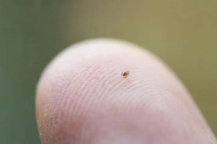 Jest o wiele mniejsza od dorosłego kleszcza, ale równie groźna. Tak ją rozpoznasz