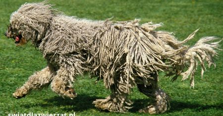 Komondor – gigant w dredach. Niezwykły stróż z Węgier