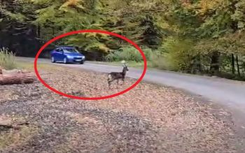 Znów się pojawił. Leśnik wyciągnął telefon. Niewiele brakowało