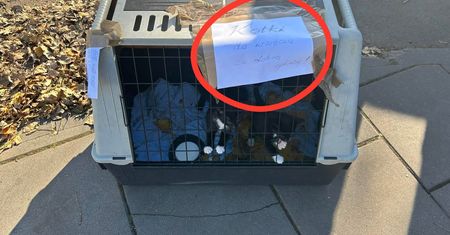 Handlował kotami na środku ulicy. Szok, co napisał w ogłoszeniu