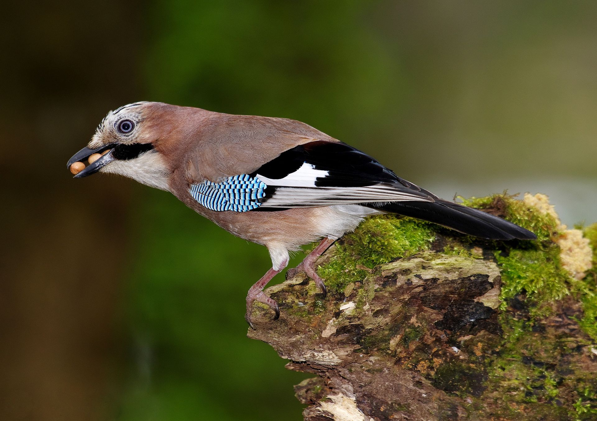 Te ptaki są zaskakująco inteligentne. Mają "ludzką cechę"