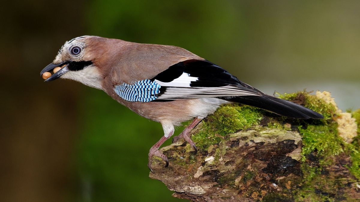 An  Eurasian jay with a beak full of peanuts sójka
