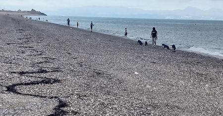 Miliony ryb nagle wyskoczyły z wody. Plaży niemal nie było widać