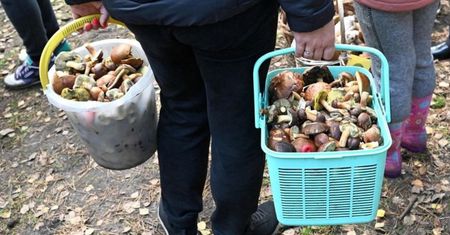 Zamiast patrzeć pod nogi, najpierw spójrz w górę. Sposób grzybiarzy