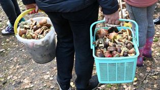 Pod tymi drzewami szukaj grzybów. Jest szansa na pełny koszyk
