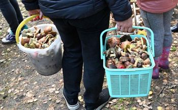 Pod tymi drzewami szukaj grzybów. Jest szansa na pełny koszyk