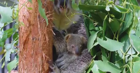 Narodziny pierwszej od roku koali. Sensacja w zoo w Sydney