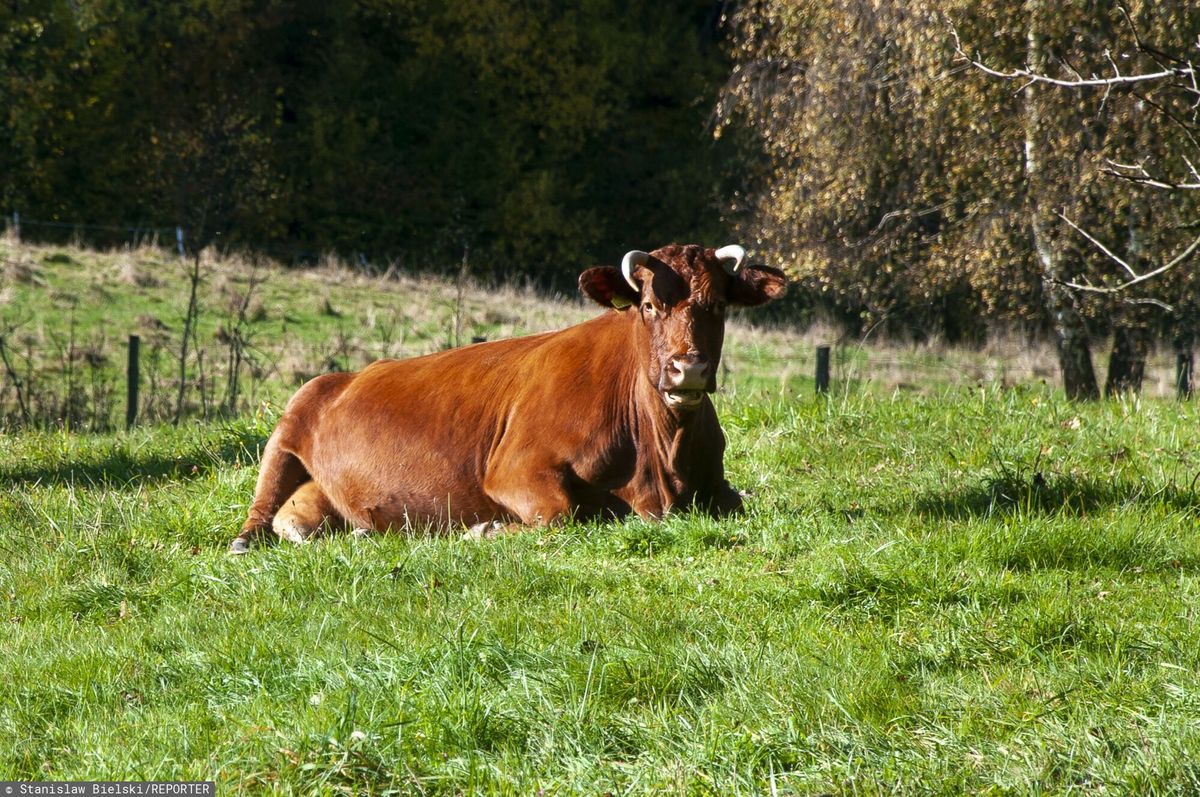 Z hodowli w gminie Kępno w województwie wielkopolskim uciekł byk (zdjęcie ilustracyjne)