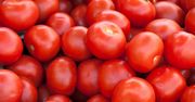 Nie dla wszystkich wskazane są pomidory. Kto powinien ich unikać?