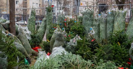 Warszawa. Gdzie kupisz choinkę? Podajemy lokalizacje stoisk
