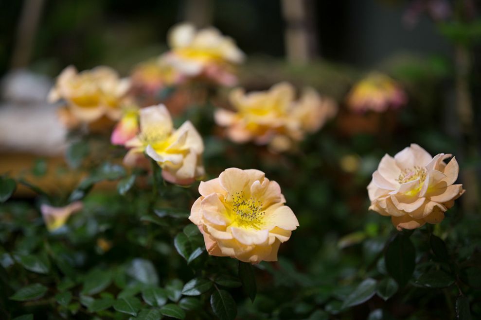 Zeiss Otus 85mm f/1.4 - zdjęcia przykładowe 1