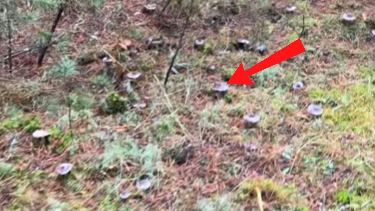 Niesamowite, ile grzybów znalazł w lesie.