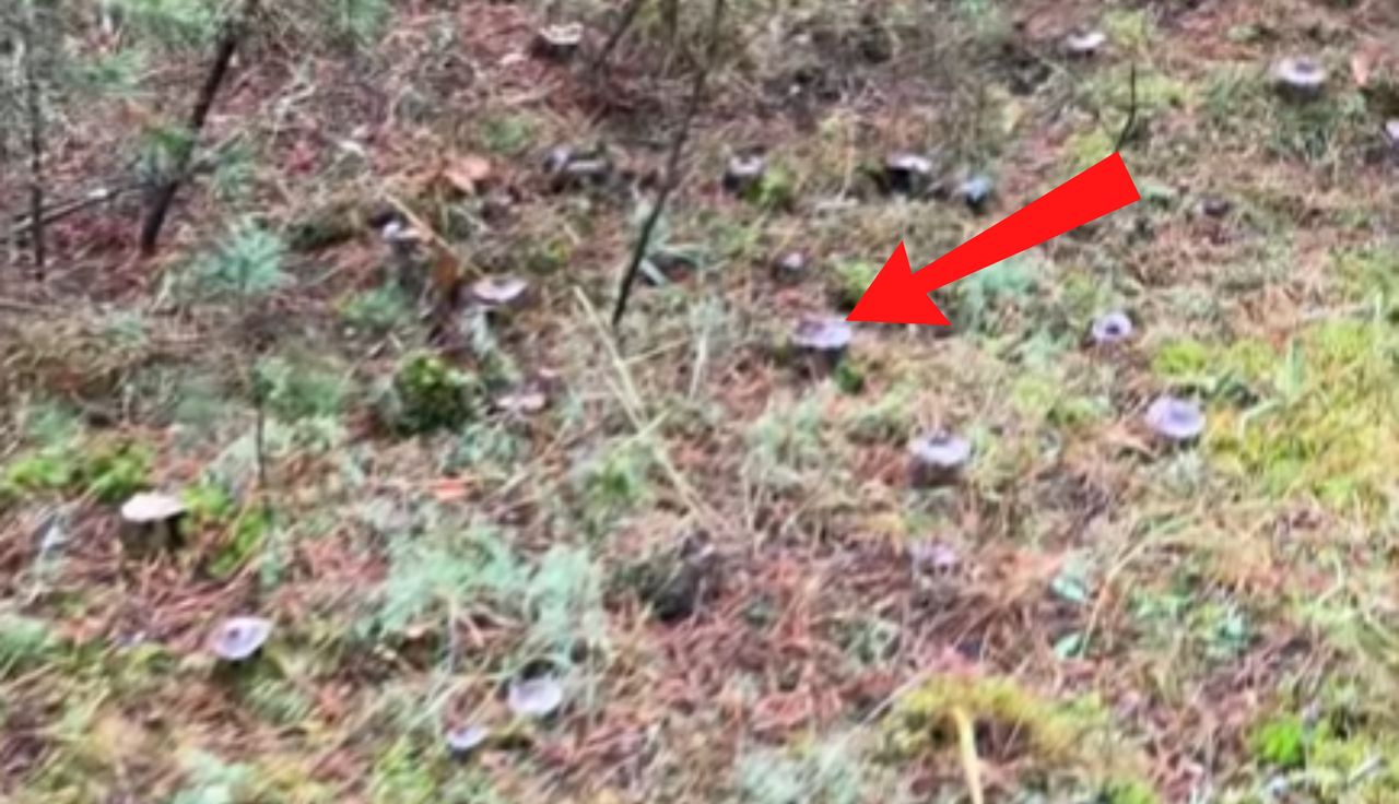 Jedna przy drugiej. Niosą się ujęcia z lasu. "Bajeczka"