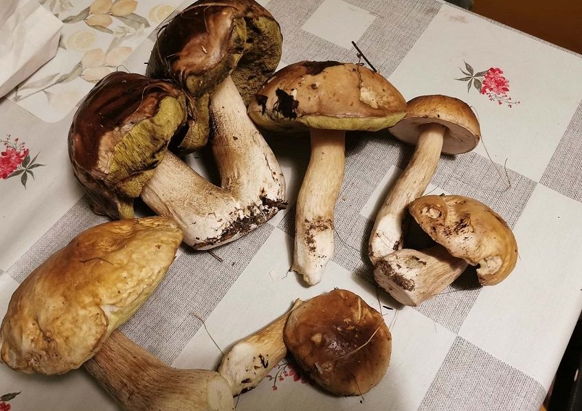 Podgrzybki z lasu firlejowskiego