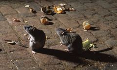 Jest problem w Zakopanem. Szczury się uodporniły